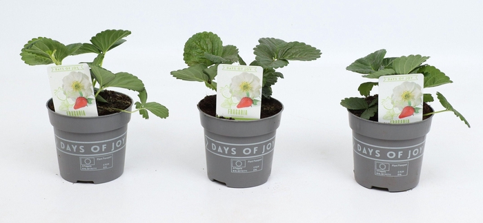 <h4>Fragaria Snow Summer Breeze</h4>