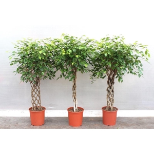 Ficus Ov Gemengde Kar FiMx1413