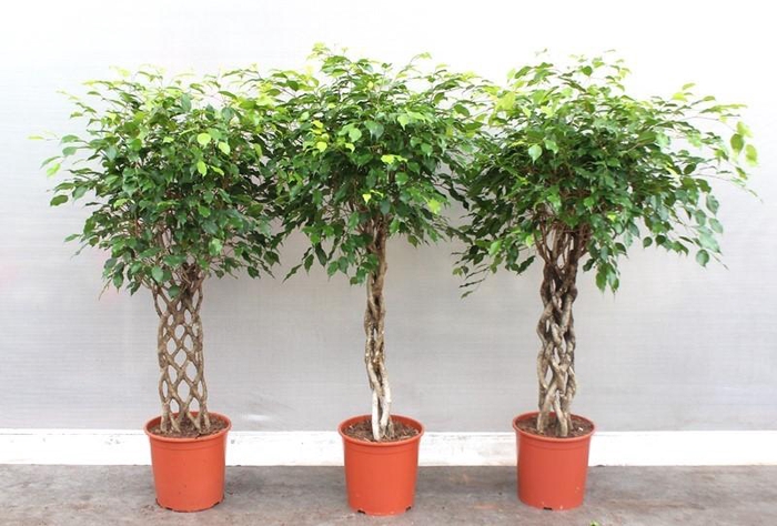 <h4>Ficus Ov Gemengde Kar FiMx1413</h4>