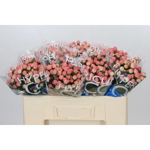 Hypericum Coco Tiamo