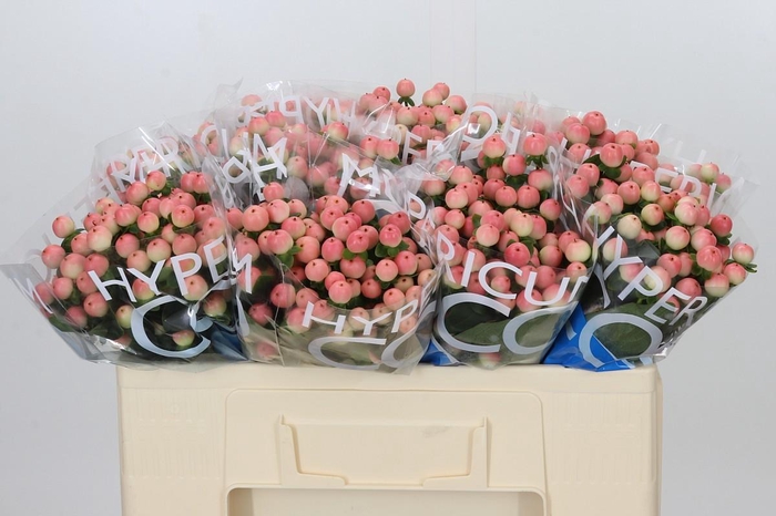 <h4>Hypericum Coco Tiamo</h4>