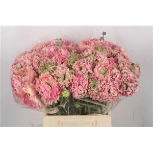 Ran Pon-pon Alice Ex