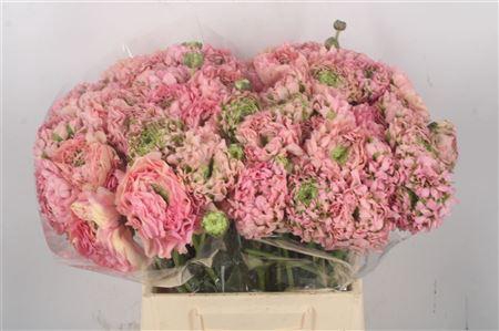 <h4>Ran Pon-pon Alice Ex</h4>