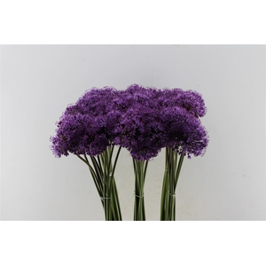 Allium Gladiator