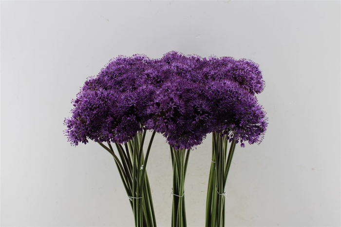 <h4>Allium Gladiator</h4>