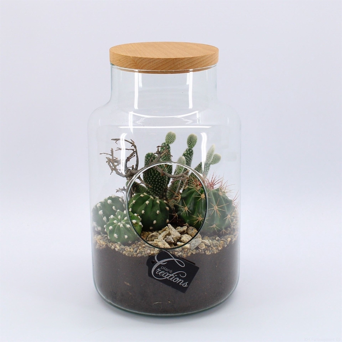 <h4>Arr.  Cactus H%</h4>