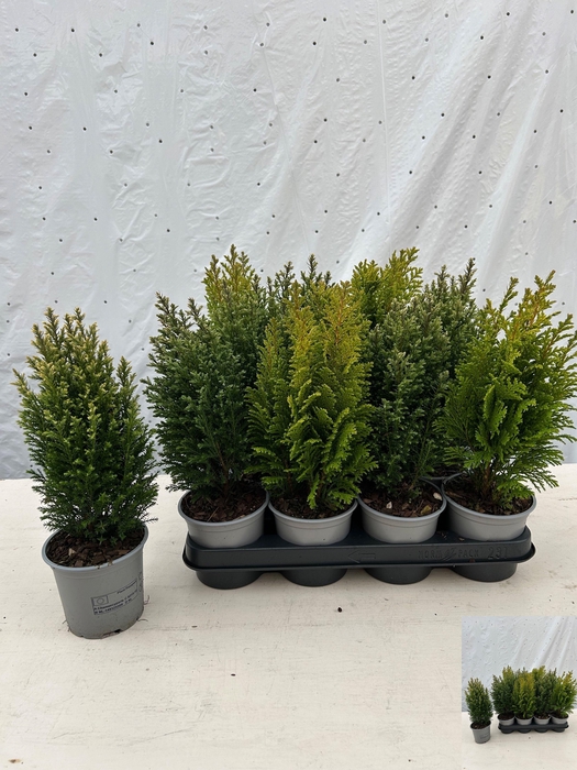 <h4>CONIFEREN GEM</h4>