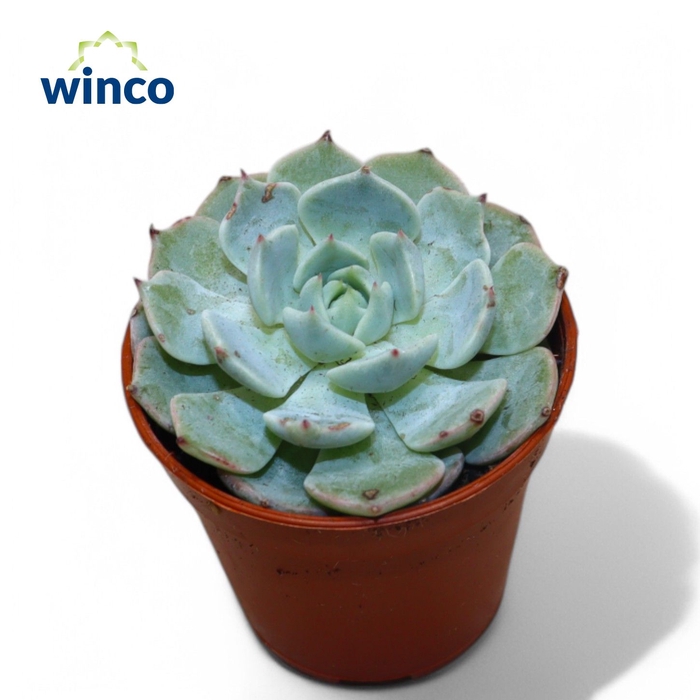 <h4>Echeveria Derenbergii Blue</h4>