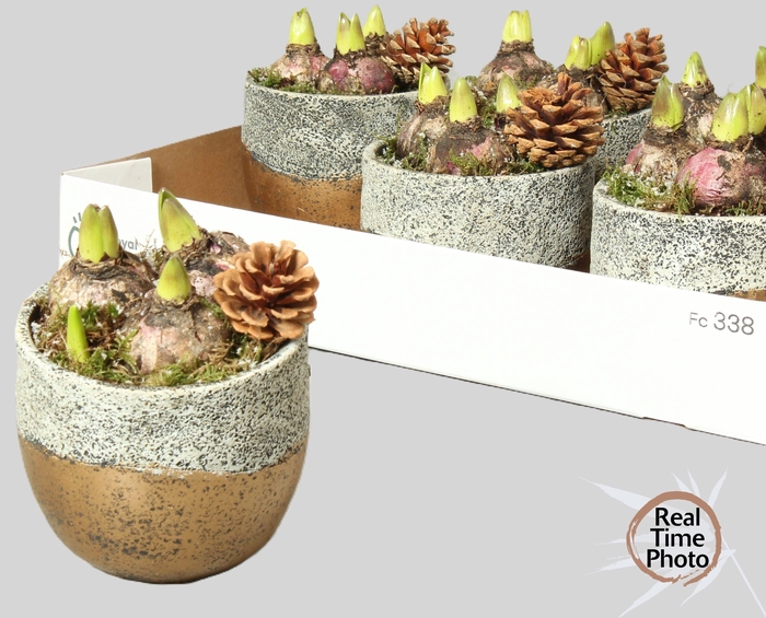 <h4>ARR HYACINTH</h4>