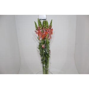 BOCA DE LEAO LARANJA 070 CM