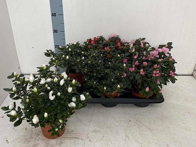 <h4>RHODO SI VOGEL GEM</h4>