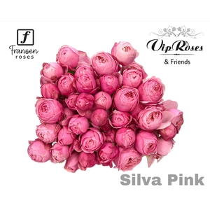 R Tr Silva Pink+