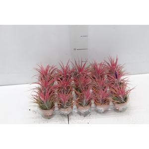 BROMELIA TILLANDSIA IONANTHA VB P05