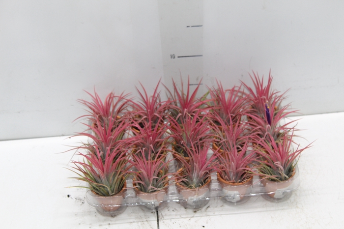 <h4>BROMELIA TILLANDSIA IONANTHA VB P05</h4>