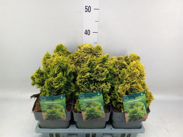 <h4>Chamaecyparis obt. 'Aurora'</h4>