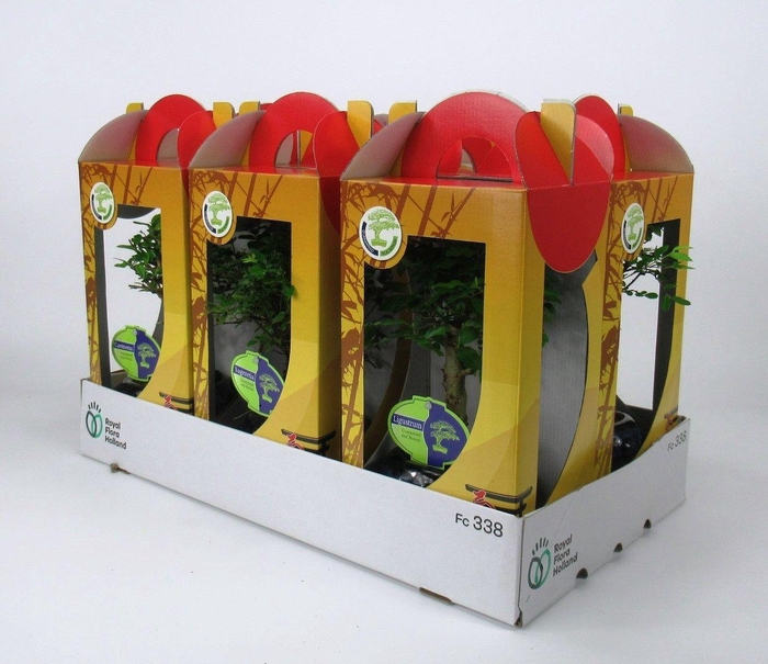 <h4>bonsai mix 13 cm in chinese gift box( no driptray )</h4>