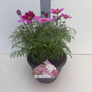 Cosmos bipinnatus 'Sonata Carmine'