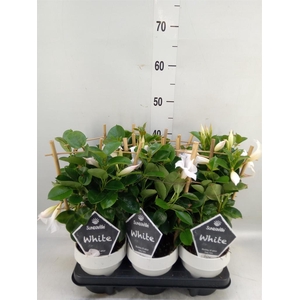 Mandevilla am. 'Sundav White'