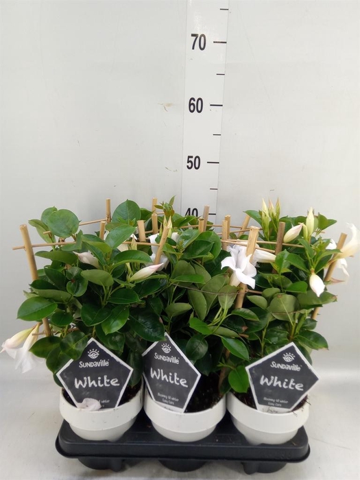 <h4>Mandevilla am. 'Sundav White'</h4>