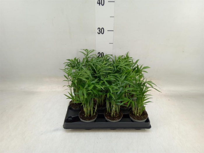 <h4>Chamaedorea   ...</h4>