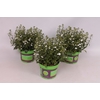 Lobelia basket White