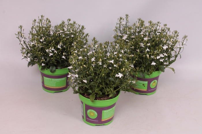 Lobelia basket White