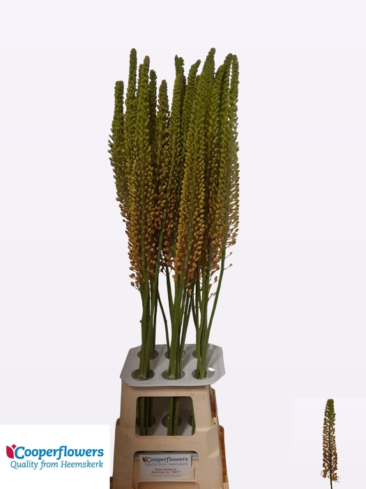 <h4>Eremurus Pinokkio</h4>
