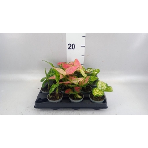 Aglaonema KB   ...