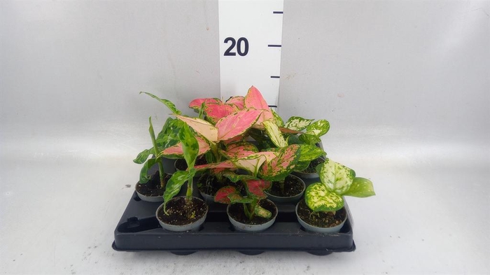 <h4>Aglaonema KB   ...</h4>