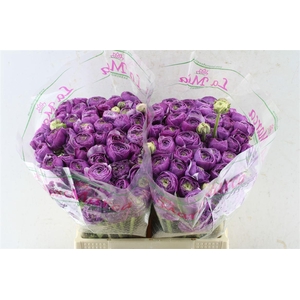 Ran Kloon Prima Antoine