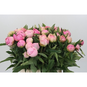 Paeonia Pink Giant