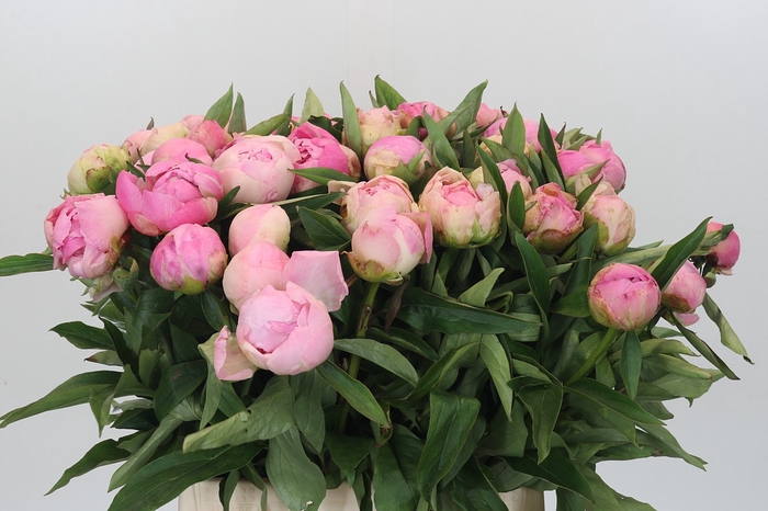 <h4>Paeonia Pink Giant</h4>