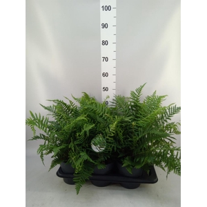 Dryopteris affinis