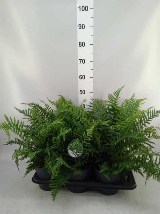 <h4>Dryopteris affinis</h4>