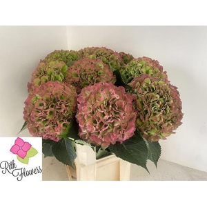HYDR M CH VERENA CL 100 CM !!! PINK