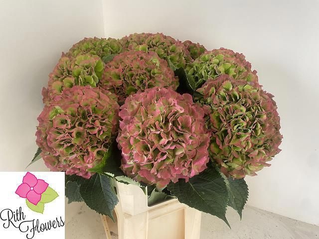 <h4>HYDR M CH VERENA CL 100 CM !!! PINK</h4>
