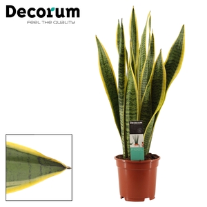 Sansevieria Laurentii 17 cm (Decorum)