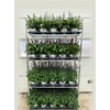 arr8 Salvia Salgoon 3 Klr Mixkar 1 Klr Per Tray