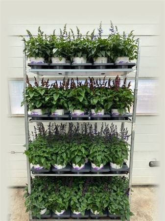 arr8 Salvia Salgoon 3 Klr Mixkar 1 Klr Per Tray