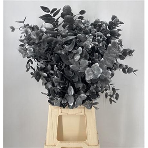 Dr Stab Col Cine Old Black Nero