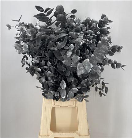 <h4>Dr Stab Col Cine Old Black Nero</h4>