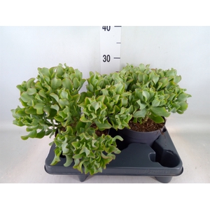 Crassula arborescens 'Curly'