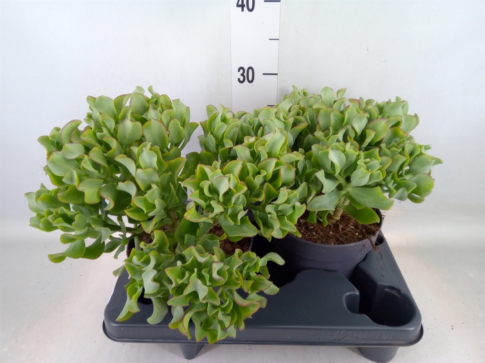 <h4>Crassula arborescens 'Curly'</h4>