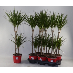 DRA MARGINATA