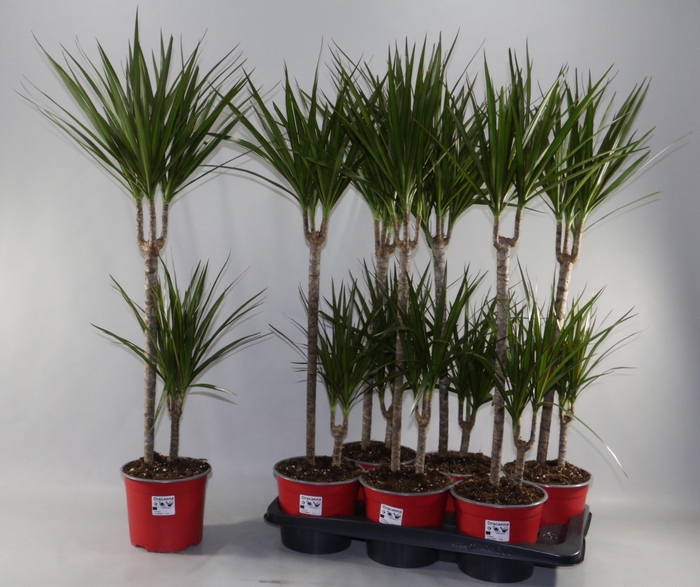 <h4>DRA MARGINATA</h4>