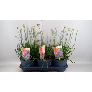 Allium  'Millenium'