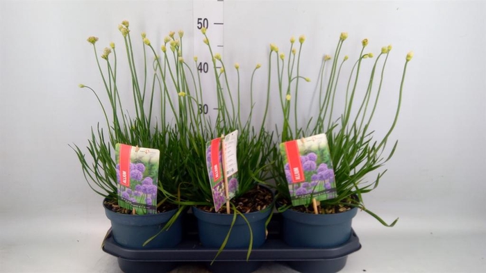 <h4>Allium  'Millenium'</h4>