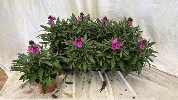 <h4>ERYS LINIFOLIUM</h4>