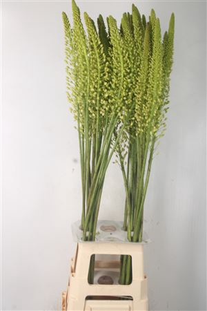 <h4>Eremurus White Alaska</h4>