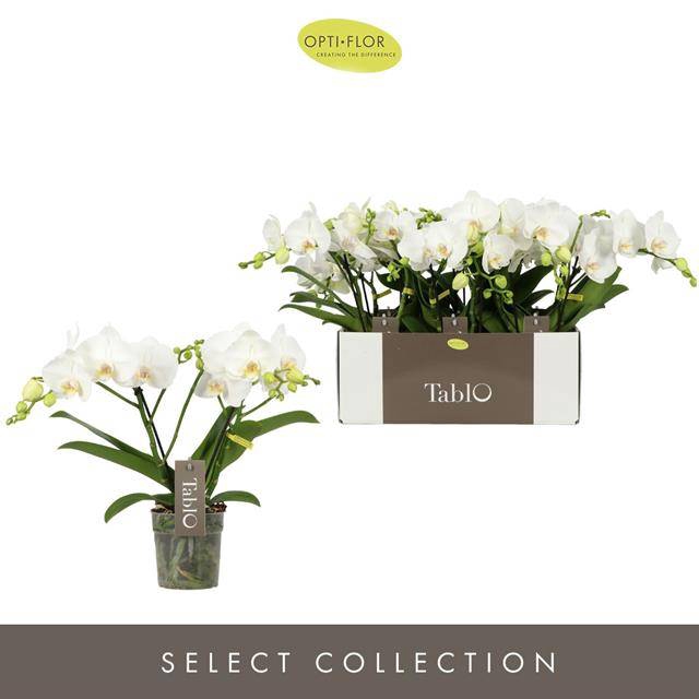 <h4>PHAL OPTI TABLO CHAMPAGNE 2 SPIKE</h4>